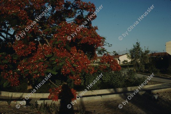 Image of sheet 19803002 photo 7: Baum mit roten Blüten in Moshave am roten Meer, Sinai, Israel 1980.