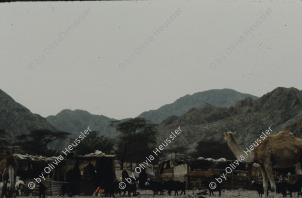 Image of sheet 19803002 photo 75: Beduin Village and Camel in the Sinai Desert, Israel 1980.