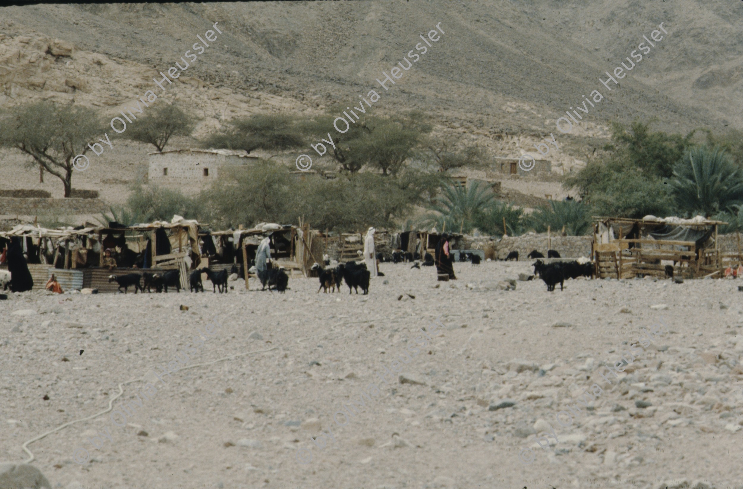 Image of sheet 19803002 photo 77: Beduin Village in the Sinai Desert, Israel 1980.