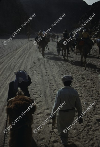 Image of sheet 19803002 photo 81: Beduinen führen eine Touristengruppe auf Dromedaren durch die Sinai Wueste, Israel 1980.