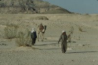 Image of sheet 19803002 photo 82: Beduins and camel in the Sinai Desert, Israel 1980.