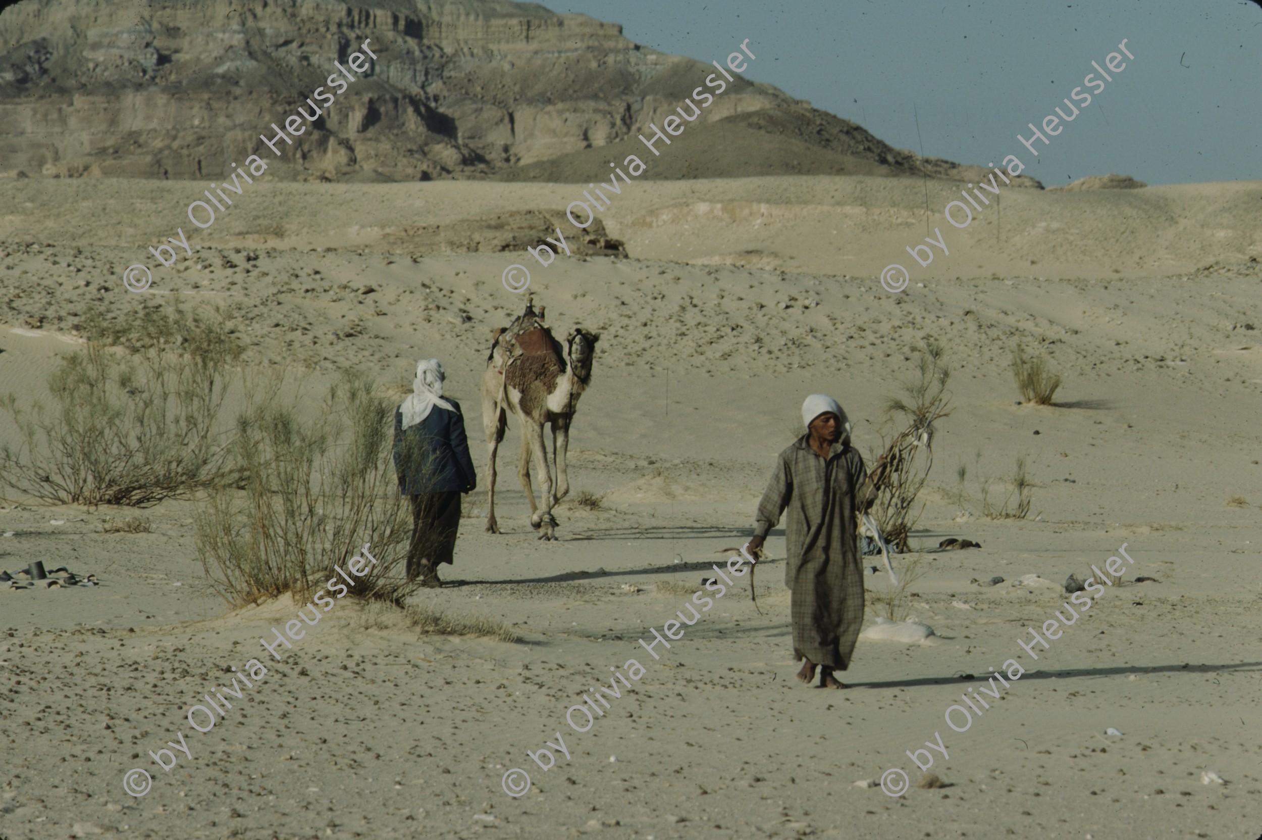 Image of sheet 19803002 photo 82: Beduins and camel in the Sinai Desert, Israel 1980.