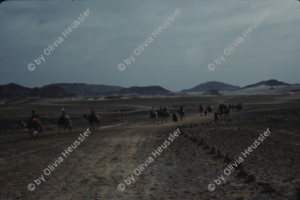 Image of sheet 19803002 photo 83: Touristen reiten auf Dromedaren durch die Sinai Wueste, Israel 1980.