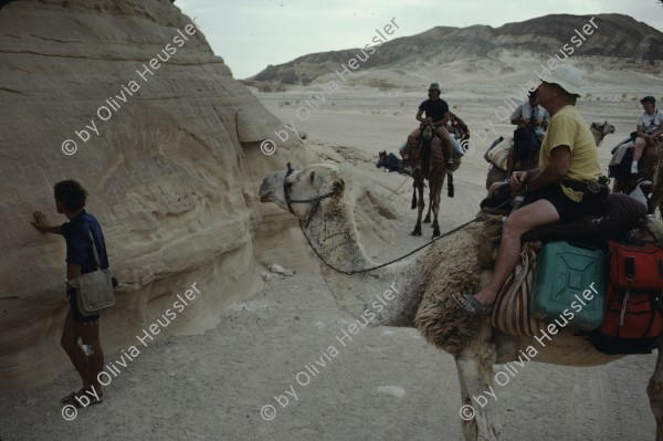 Image of sheet 19803002 photo 87: Tourists with Friends of Nature on Camels at the Sinai Desert, Israel 1980.