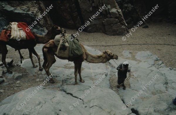 Image of sheet 19803002 photo 92: Beduins with Camels climbing in Wadi at the Sinai Desert, Israel 1980.