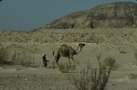 Image of sheet 19803002 photo 95: Beduin with dromedare in the Sinai Desert, Israel 1980.