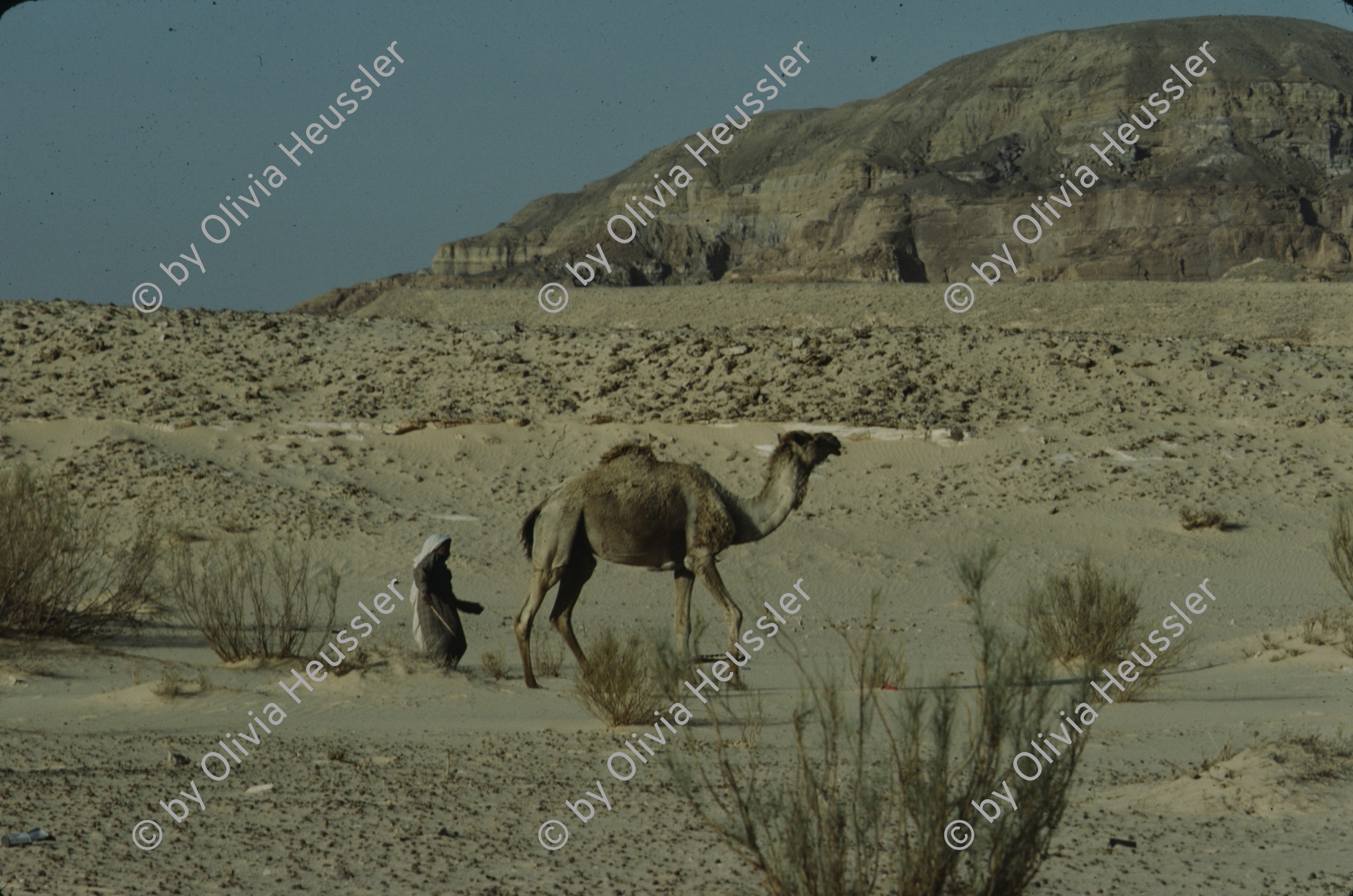 Image of sheet 19803002 photo 95: Beduin with dromedare in the Sinai Desert, Israel 1980.
