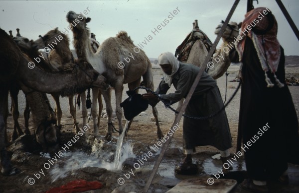 Image of sheet 19803002 photo 97: Beduins and their camels on a water source, Sinai Desert, Israel 1980.