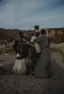 Image of sheet 19803002 photo 99: Beduins loading a mule in the Sinai Desert, Israel 1980.