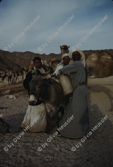 Image of sheet 19803002 photo 99: Beduins loading a mule in the Sinai Desert, Israel 1980.