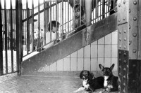 Image of sheet 19810380 photo 5: Zwei Hunde und zwei Buben, Jungen. Kinder  Beim Aufgang zur S-Bahn. Berlin, BRD. 08.81 Deutschland √ animal dogs kids children Germany Berlin
west 
© 1981, by OLIVIA HEUSSLER / www.clic.li