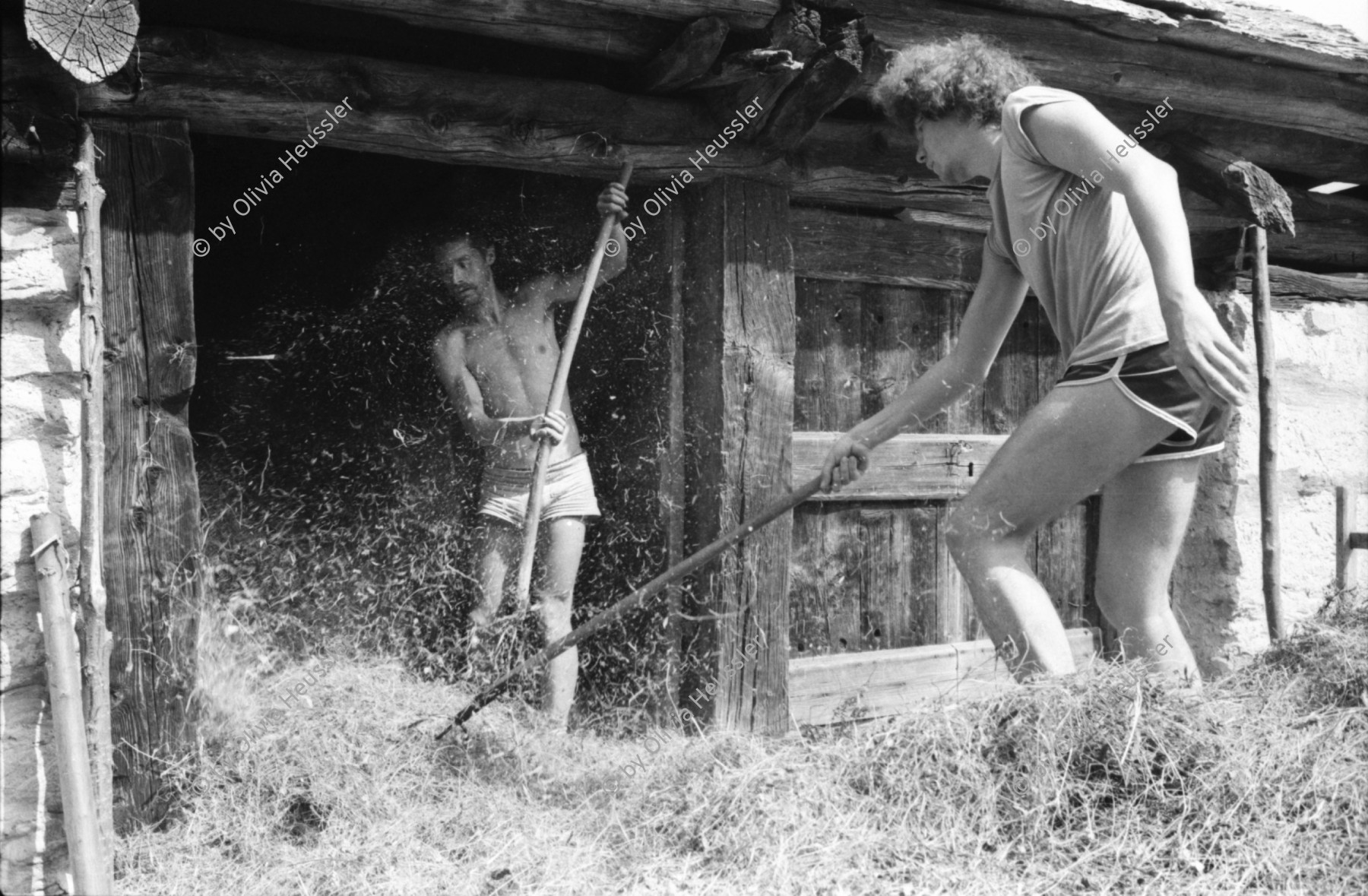 Image of sheet 19810490 photo 2: Städter helfen Kollegen beim Heuen auf Alp 
Christoph Schuler Tessin 1981