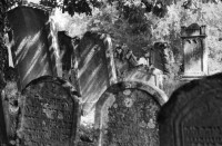 Image of sheet 19810510 photo 1: Jüdischer Friedhof Lengnau, Aargau 1981. Alte Grabsteine mit hebräischer Inschrift. Alte Bäume.