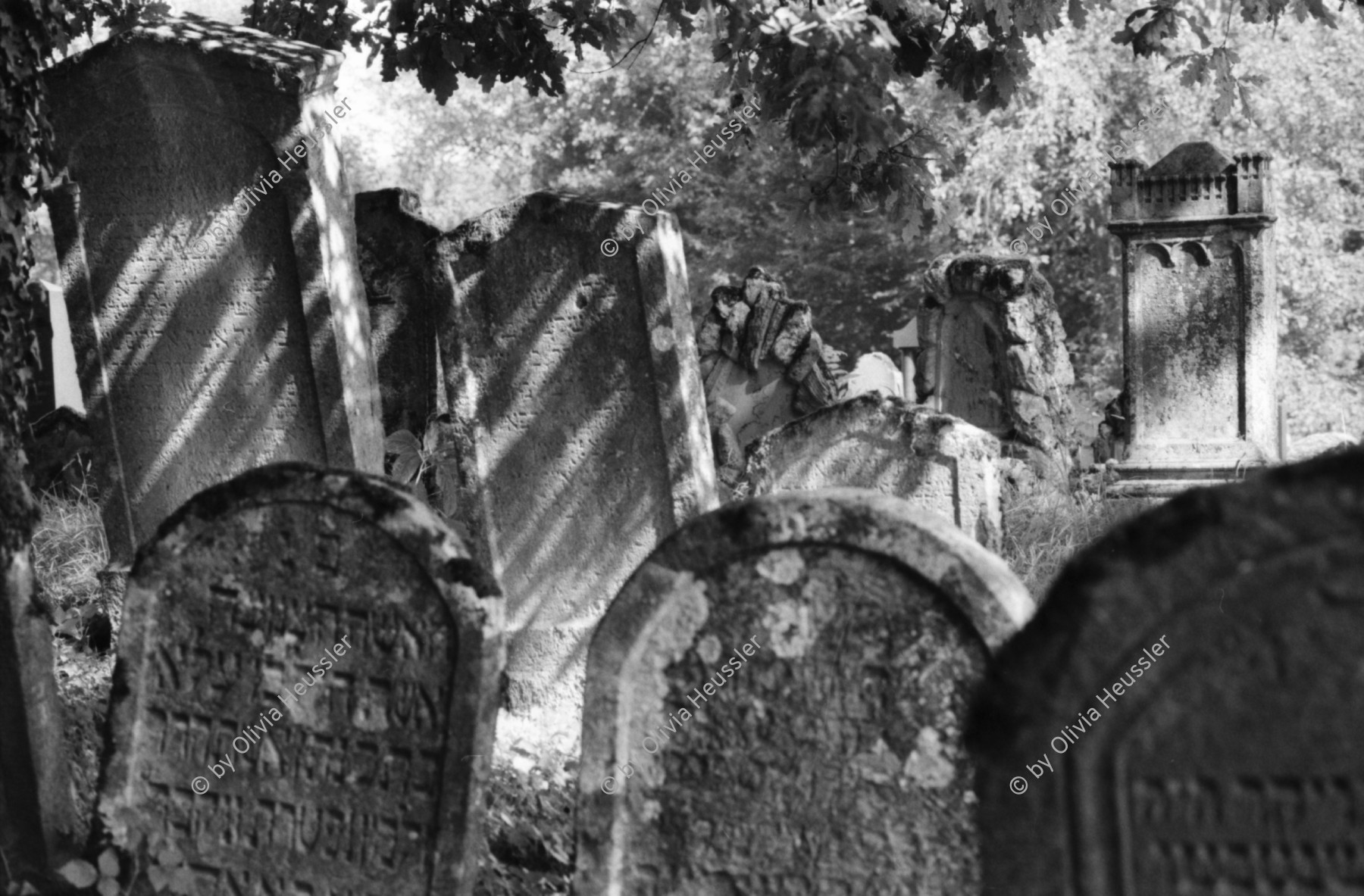 Image of sheet 19810510 photo 1: Jüdischer Friedhof Lengnau, Aargau 1981. Alte Grabsteine mit hebräischer Inschrift. Alte Bäume.