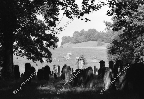 Image of sheet 19810510 photo 15: Jüdischer Friedhof Lengnau, Aargau 1981. Alte Grabsteine mit hebräischer Inschrift. Alte Bäume.
Ruth Guggenheim.