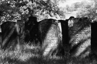 Image of sheet 19810510 photo 19: Jüdischer Friedhof Lengnau, Aargau 1981. Alte Grabsteine mit hebräischer Inschrift. Alte Bäume.