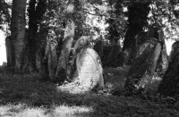 Image of sheet 19810510 photo 4: Jüdischer Friedhof Lengnau, Aargau 1981. Alte Grabsteine mit hebräischer Inschrift. Alte Bäume.