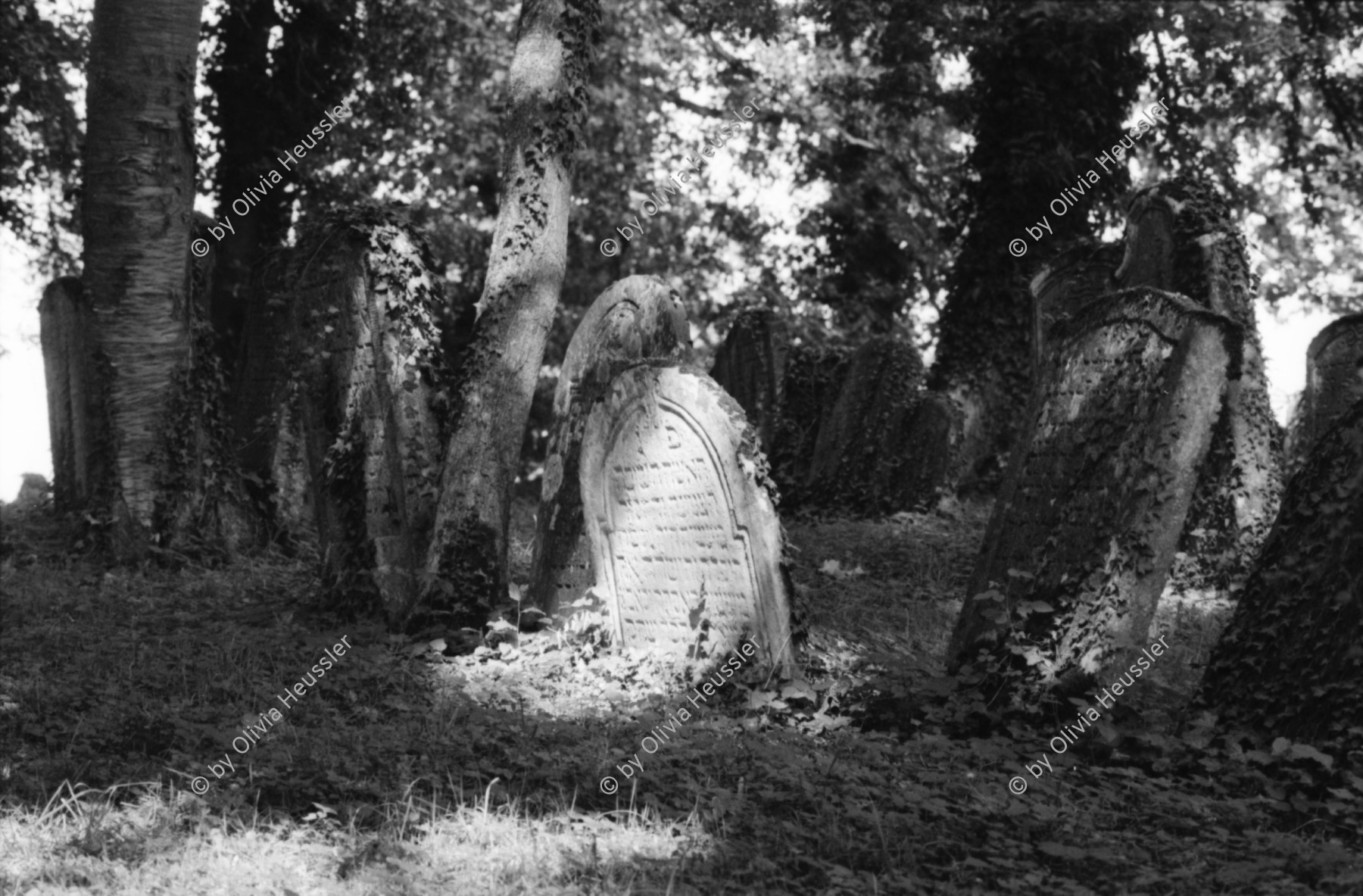 Image of sheet 19810510 photo 4: Jüdischer Friedhof Lengnau, Aargau 1981. Alte Grabsteine mit hebräischer Inschrift. Alte Bäume.