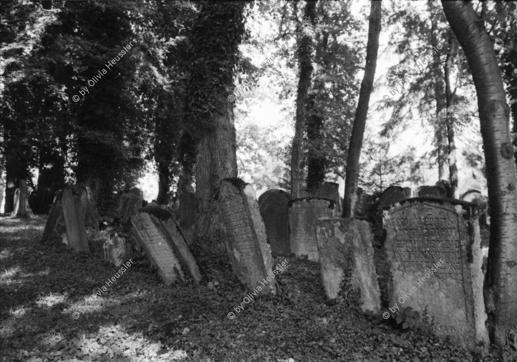 Image of sheet 19810510 photo 9: Jüdischer Friedhof Lengnau, Aargau 1981. Alte Grabsteine mit hebräischer Inschrift. Alte Bäume.