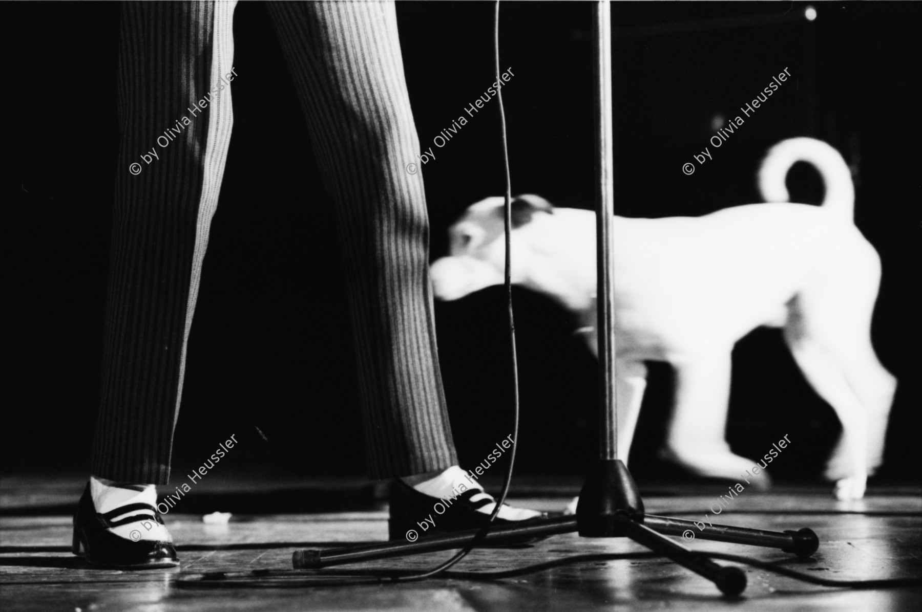 Image of sheet 19810600 photo 28: John Cooper Clarke Beine legs und Hund of Wolfenschiessen 1981 Kanton Nidwalden Schweiz Switzerland swiss Europe √  concert 1981
John Cooper Clarke (born 25 January 1949) is an English performance poet who first became famous during the punk rock era of the late 1970s when he became known as a "punk poet". He released several albums in the late 1970s and early 1980s, and continues to perform regularly.
Punkrock
© 1981, by OLIVIA HEUSSLER