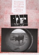 Image of sheet 19810600 photo 29: Poster Plakat Züri Nica Schurterhaus Wangen Hund Wolfenschiessen Kuh Röhre Managua
Press archive printed published photography by Olivia Heussler