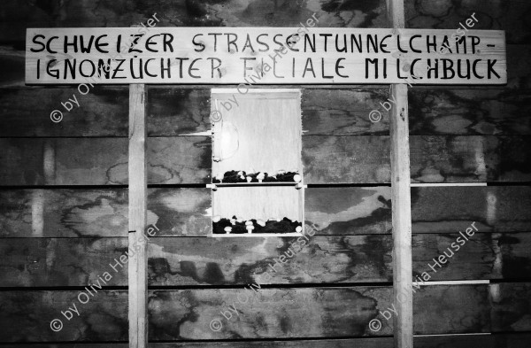 Image of sheet 19810690 photo 10: Schweizer Strassentunnel Champignon Zuechter Filiale Milchbuck, Zuerich 1981.