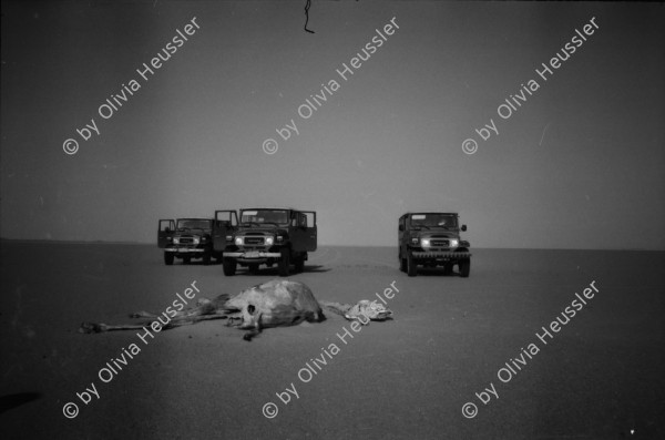 Image of sheet 19820140 photo 0: Drei Toyota Landcruiser Offroader stehen vor einem Kamel Skelett, Sudan 1982.
Wüste Desert