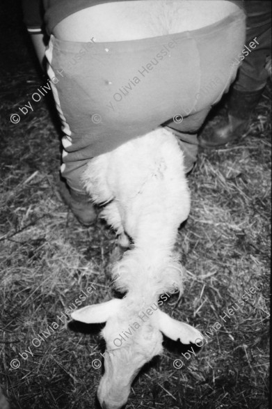 Image of sheet 19820150 photo 14: Beim Ziegenmelken, Italien 1982.