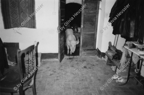 Image of sheet 19820150 photo 8: Haus-Schwein und Hund, Italien 1982.