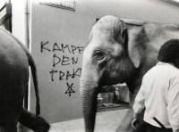 Image of sheet 19820170 photo 28: Elefanten vor Graffiti, Storchengasse, Zuerich 1982.
 An der Wand steht: «Kampf den Trakten» 
animal elephant circus street down town 

Out of: From time to time  / Von Zeit zu Zeit
Exhibition: The eighties. Photobastei 2.0 2020