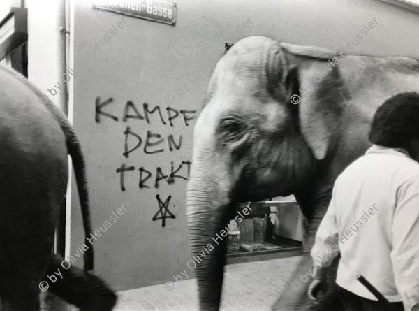 Image of sheet 19820170 photo 28: Elefanten vor Graffiti, Storchengasse, Zuerich 1982.
 An der Wand steht: «Kampf den Trakten» 
animal elephant circus street down town 

Out of: From time to time  / Von Zeit zu Zeit
Exhibition: The eighties. Photobastei 2.0 2020