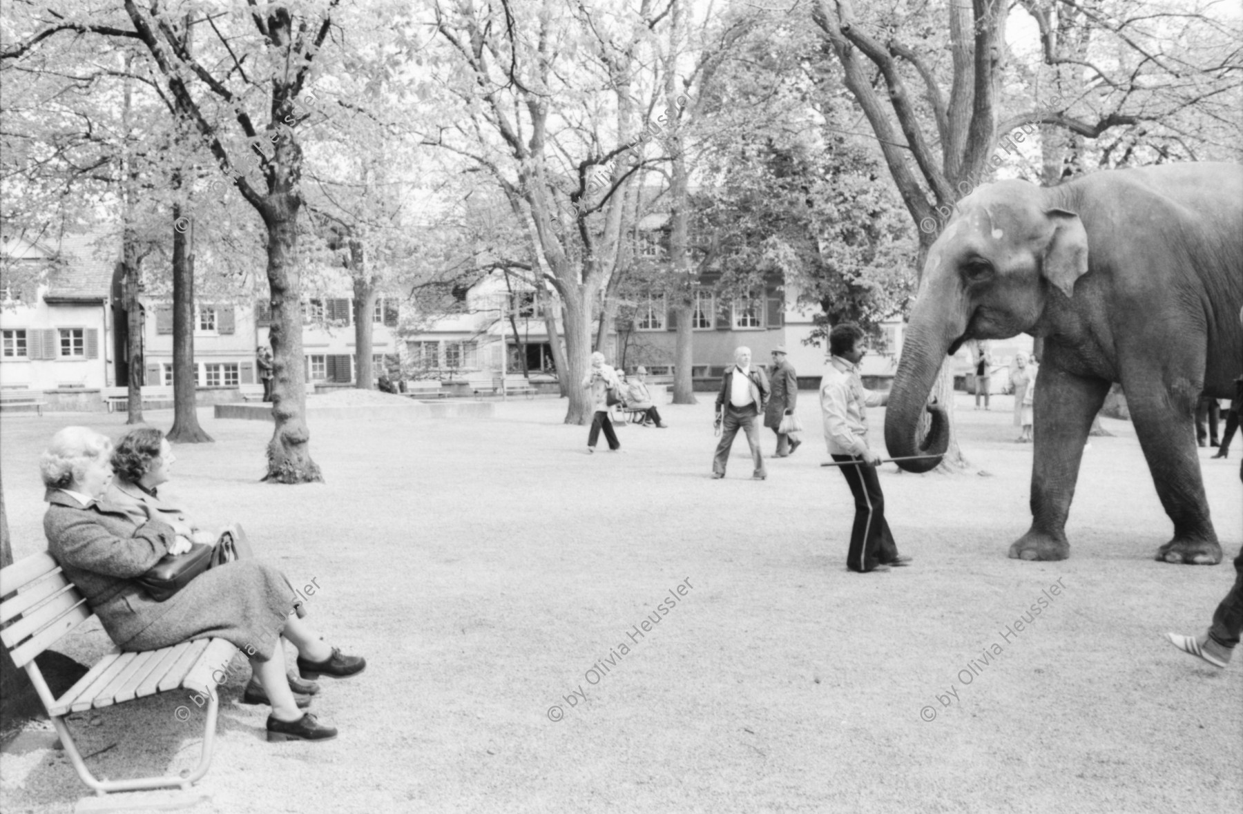 Image of sheet 19820180 photo 0: frtsg. 820170 Zirkus Knie Elefanten in Zürich Dickhäuter auf dem Lindenhof  1982
elefant animal circus porcellan ceramic old town down town Switzerland Schweiz