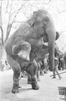 Image of sheet 19820180 photo 12: elefant animal circus porcellan ceramic old town town Switzerland Schweiz