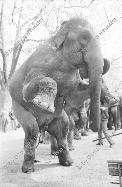 Image of sheet 19820180 photo 12: elefant animal circus porcellan ceramic old town town Switzerland Schweiz