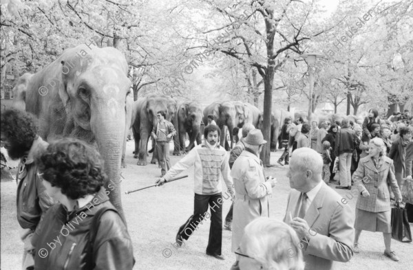 Image of sheet 19820180 photo 18: frtsg. 820170 Zirkus Knie Elephanten in Zürich auf dem Lindenhof vor Porzellanladen. etc. 1982
elefant animal circus porcellan ceramic old town down town Switzerland Schweiz
© 1982, by Olivia Heussler, Zürich
www.oliviaheussler.com