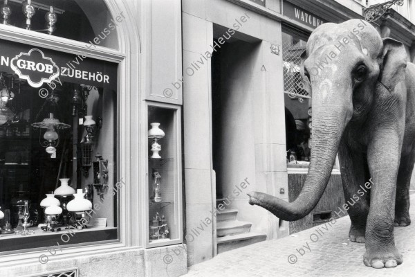 Image of sheet 19820180 photo 25: elephant Schweiz Switzerland Europe Old town Down animal street cirkus circus