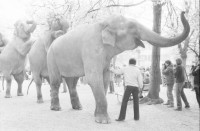 Image of sheet 19820180 photo 4: frtsg. 820170 Zirkus Knie Elephanten in Zürich auf dem Lindenhof vor Porzellanladen. etc. 1982
elefant animal circus porcellan ceramic old town down town Switzerland Schweiz
© 1982, by Olivia Heussler, Zürich
www.oliviaheussler.com