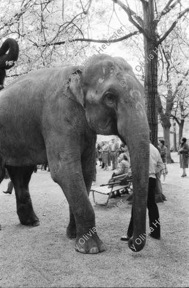 Image of sheet 19820180 photo 7: frtsg. 820170 Zirkus Knie Elephanten in Zürich auf dem Lindenhof vor Porzellanladen. etc. 1982
elefant animal circus porcellan ceramic old town down town Switzerland Schweiz
© 1982, by Olivia Heussler, Zürich
www.oliviaheussler.com