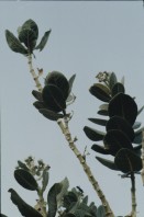 Image of sheet 19823002 photo 51: Aegypten und Sudan 1982.