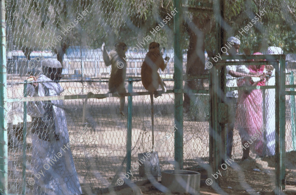 Image of sheet 19823005 photo 0: Aegypten und Sudan mit Jeeps für Eritrea 1982.
falsche Nummer für Dia