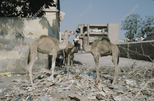 Image of sheet 19823005 photo 117: Aegypten und Sudan mit Jeeps für Eritrea 1982.