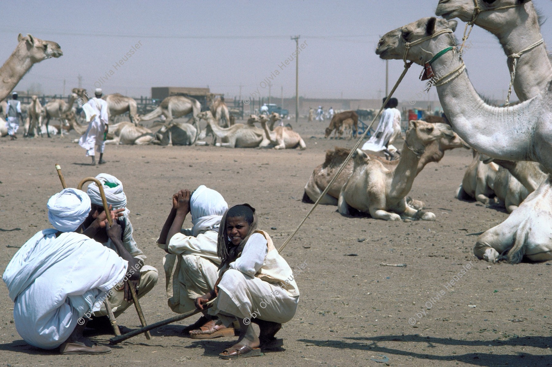 Image of sheet 19823005 photo 12: sudanesische Männer sitzen am Dromedar markt in einer Gruppe zusammen
Sudan 1982 √

The dromedary (pronounced /ˈdrɑmədɛɹi/ or /ˈdrɒmədri/) also called the Arabian camel or the Indian Camel (Camelus dromedarius) is a large, even-toed ungulate with one hump on its back.

Das Dromedar, auch als Einhöckriges oder Arabisches Kamel bezeichnet (Camelus dromedarius), ist eine Säugetierart aus der Gattung der Altweltkamele innerhalb der Familie der Kamele (Camelidae). Es ist als Last- und Reittier in weiten Teilen Asiens und Afrikas verbreitet, in seiner Wildform jedoch ausgestorben. Der Name kommt aus dem Griechischen δρομάς (dromás), was „laufend“ bedeutet. √
© 1982, by 0LIVIA HEUSSLER / www.clic.li