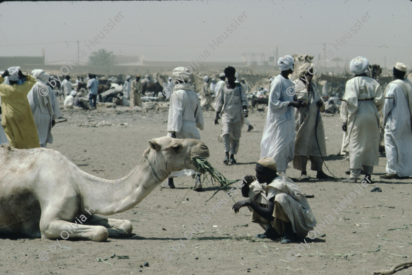 Image of sheet 19823005 photo 13: Aegypten und Sudan mit Jeeps für Eritrea 1982.