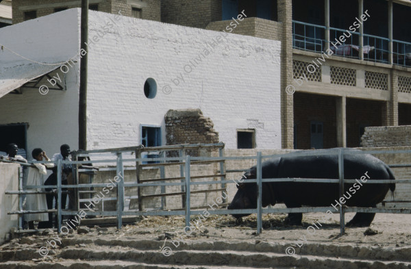 Image of sheet 19823005 photo 36: Aegypten und Sudan mit Jeeps für Eritrea 1982.