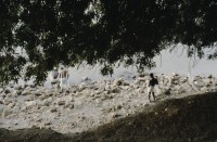 Image of sheet 19823005 photo 57: Die drei Ambulanzen aus der Schweiz werden den Eritreern an der Grenze zum Sudan in Erirtrea übergeben. Gruppenbild der Gruppe. Ein Röntgengerät wird
 transportiert. Durch ein Treppenhaus geschleickt. Elektrisch
 betriebene Kochtöpfe. Olivia kriegt neue Frisur. Zöpfchen. Auf
 einem Schiffsfrack, dass japanische Fahrzeuge transportiert hat liegt auf einem Korallenriff im roten Meer. Kissinger im Hotel El Nilein in Kharthoum Karthum. Afrikanischer Uhrenmacher. Sudan