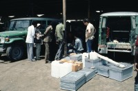 Image of sheet 19823005 photo 66: Eritrea 1982. Koni Frei