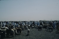Image of sheet 19823005 photo 9: Sudan mit Jeeps für Eritrea 1982.