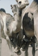 Image of sheet 19823005 photo 98: Sudan mit Jeeps für Eritrea 1982.