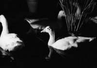Image of sheet 19830230 photo 0: Enten im Teich bei Murcia. Nachts. Palmen sind mit Eisen befestigt. Portrait Hey Heussler und Ruth Guggenheim- Heussler. Olivia Kirchturmspitz. Fiesta de la Merced Barcelona. Heilige Jungfrau Maria wird durch die Menge getragen. Explosionen von Feuerwerkskörper. Barcelona Spanien 1983
La Mercè (Catalan pronunciation: [ɫə mərˈsɛ]) is the annual festival (festa major in Catalan) of the city of Barcelona in Catalonia, Spain. It has been an official city holiday since 1871, when the local government first organized a program of special activities to observe the Roman Catholic feast day of Our Lady of Mercy, La Mare de Déu de la Mercè in Catalan. Although the actual feast day is September 24, the festivities begin a few days beforehand