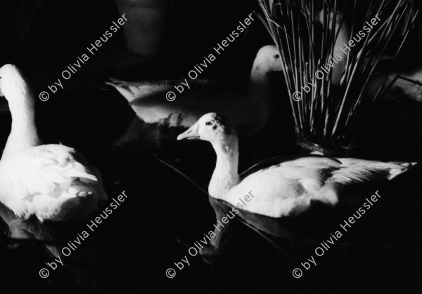 Image of sheet 19830230 photo 0: Enten im Teich bei Murcia. Nachts. Palmen sind mit Eisen befestigt. Portrait Hey Heussler und Ruth Guggenheim- Heussler. Olivia Kirchturmspitz. Fiesta de la Merced Barcelona. Heilige Jungfrau Maria wird durch die Menge getragen. Explosionen von Feuerwerkskörper. Barcelona Spanien 1983
La Mercè (Catalan pronunciation: [ɫə mərˈsɛ]) is the annual festival (festa major in Catalan) of the city of Barcelona in Catalonia, Spain. It has been an official city holiday since 1871, when the local government first organized a program of special activities to observe the Roman Catholic feast day of Our Lady of Mercy, La Mare de Déu de la Mercè in Catalan. Although the actual feast day is September 24, the festivities begin a few days beforehand